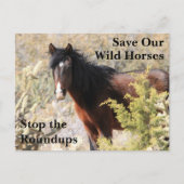 Red onze wilde paarden briefkaart (Voorkant)