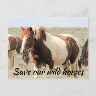 Red onze wilde paarden briefkaart