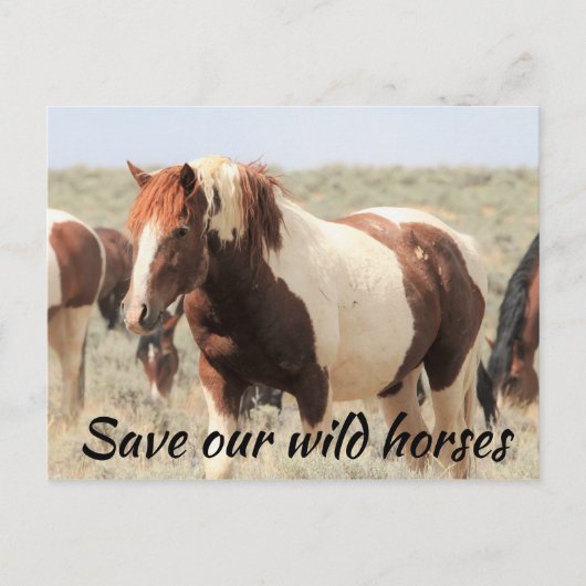 Red onze wilde paarden briefkaart (Voorkant)