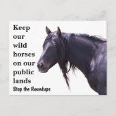 Red onze wilde paarden briefkaart (Voorkant)