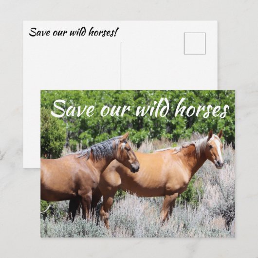 Red onze wilde paarden briefkaart (Voorkant / Achterkant)
