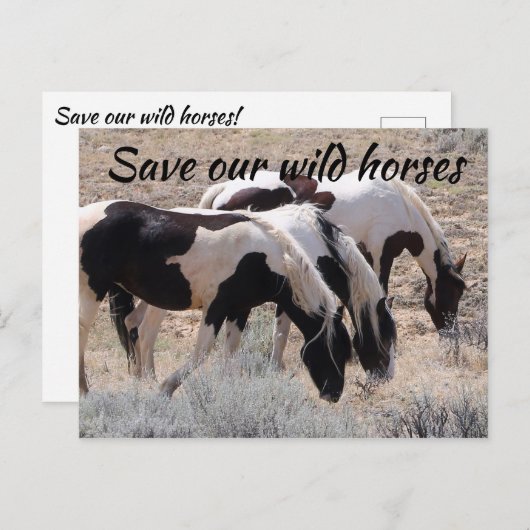 Red onze wilde paarden briefkaart (Voorkant / Achterkant)