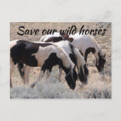 Red onze wilde paarden briefkaart (Voorkant)