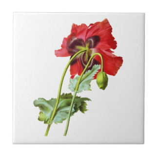 Red Opium Poppy van Pierre Joseph Redoute Tegeltje