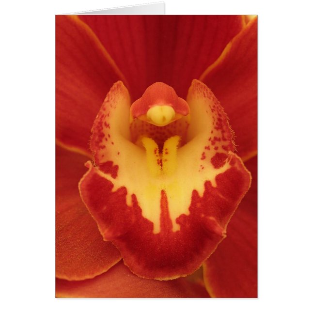 Red Orchid (Voorkant)
