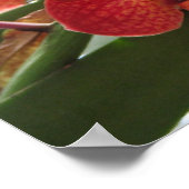 RED ORCHID POSTER (Hoek)