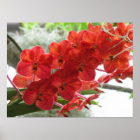 RED ORCHID