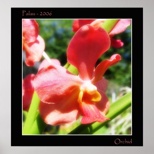 Red Orchid Poster (Voorkant)