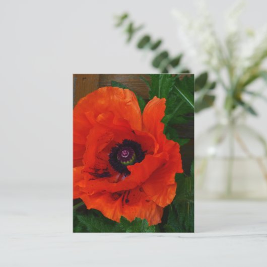 Red Oriental Poppy Briefkaart (Staand voorkant)