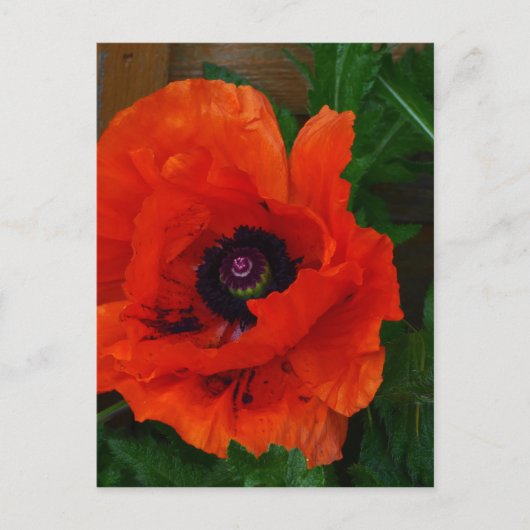 Red Oriental Poppy Briefkaart (Voorkant)