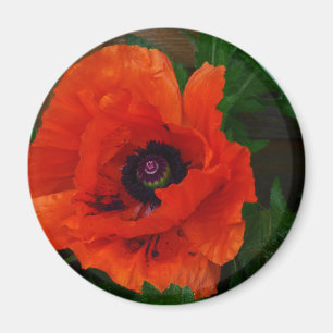 Red Oriental Poppy Magneet