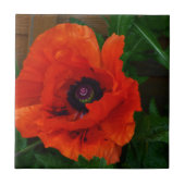 Red Oriental Poppy Tegeltje (Voorkant)