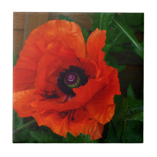 Red Oriental Poppy Tegeltje