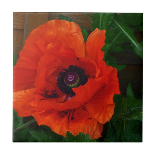 Red Oriental Poppy Tegeltje (Voorkant)