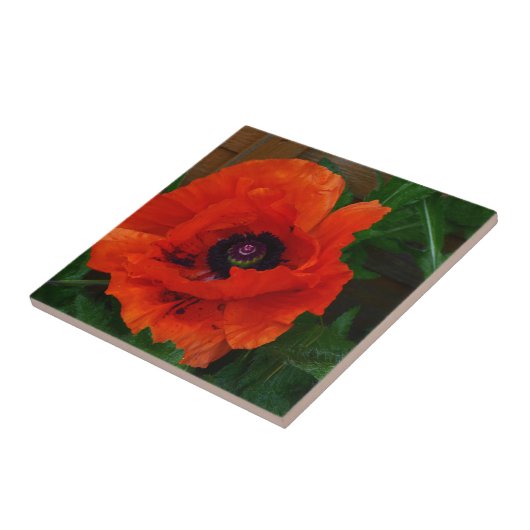 Red Oriental Poppy Tegeltje (Zijkant)