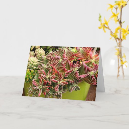 Red Pagoda Succulent card van Debra Lee Baldwin Kaart (Gele Bloem)