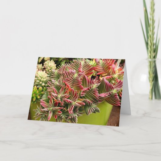 Red Pagoda Succulent card van Debra Lee Baldwin Kaart (Voorkant)