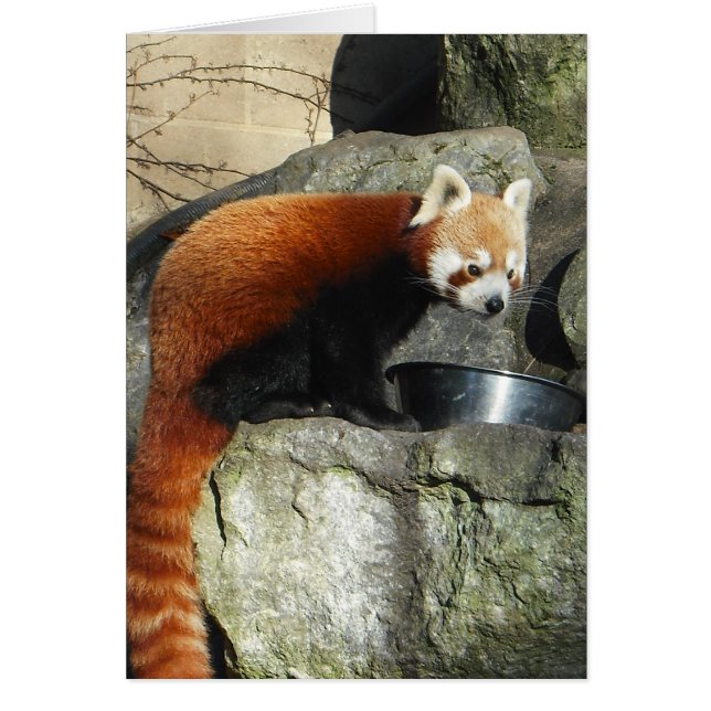 Red Panda (Voorkant)