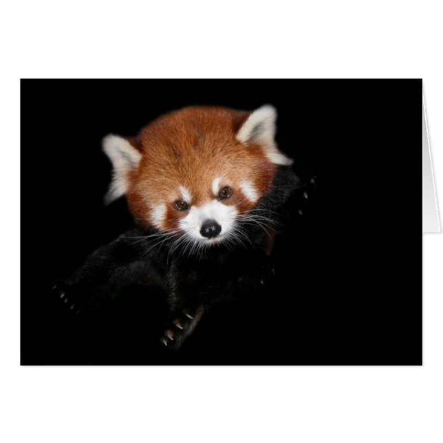 Red Panda (Voorkant Horizontaal)