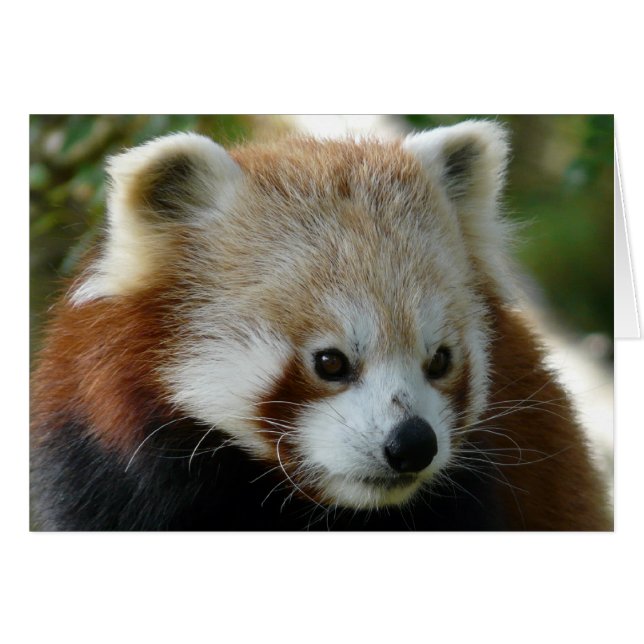 Red Panda (Voorkant Horizontaal)