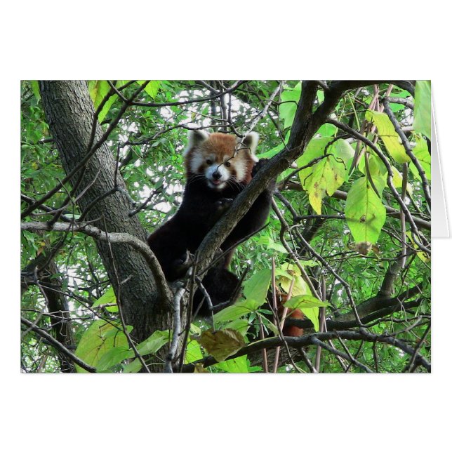 Red Panda (Voorkant Horizontaal)