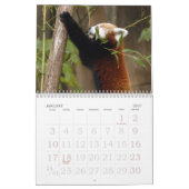 Red-panda-005, Red Panda Kalender (Jan 2027)