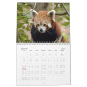 Red-panda-005, Red Panda Kalender (Mar 2027)