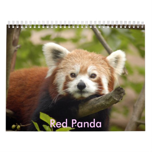 Red-panda-005, Red Panda Kalender (Hoes)