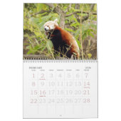 Red-panda-005, Red Panda Kalender (Feb 2026)