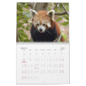 Red-panda-005, Red Panda Kalender (Mar 2026)