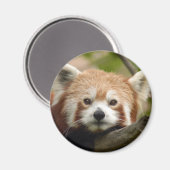red-panda-010 magneet (Voorkant / Achterkant)