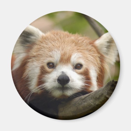 red-panda-010 magneet (Voorkant)