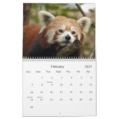 Red-panda-010, Red Panda Kalender (Feb 2027)