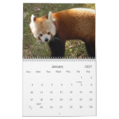 Red-panda-010, Red Panda Kalender (Jan 2027)