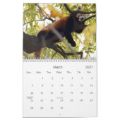 Red-panda-010, Red Panda Kalender (Mar 2027)