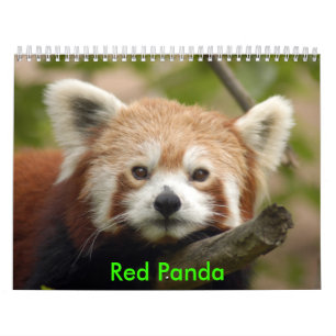 Red-panda-010, Red Panda Kalender