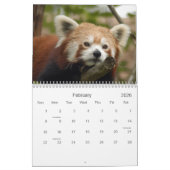 Red-panda-010, Red Panda Kalender (Feb 2026)