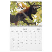 Red-panda-010, Red Panda Kalender (Mar 2026)