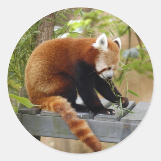 red-panda-039 ronde sticker (Voorkant)