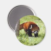 red-panda-049 magneet (Voorkant / Achterkant)