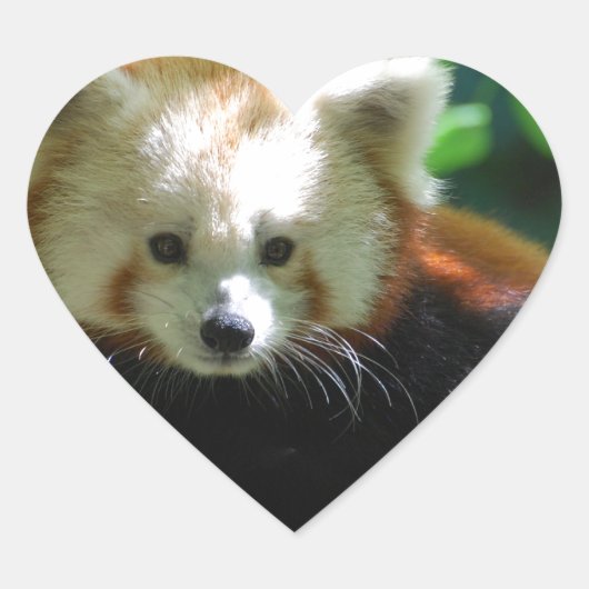 red-panda-11.jpg hart sticker (Voorkant)