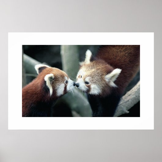 Red Panda #1 Poster (Voorkant)