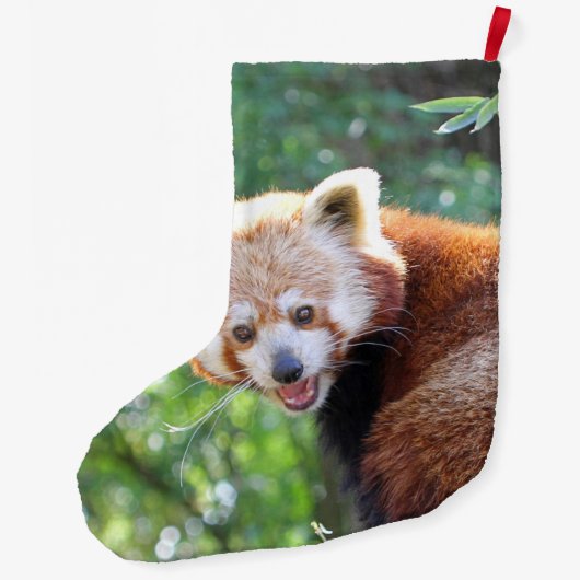 Red_Panda_2015_0306 Grote Kerstsok (Achterkant)