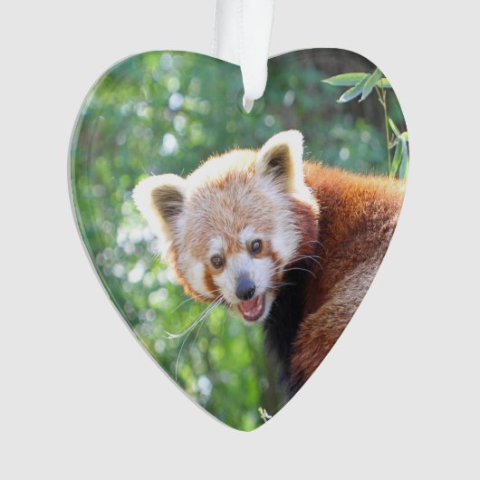 Red_Panda_2015_0306 Ornament (voorkant)