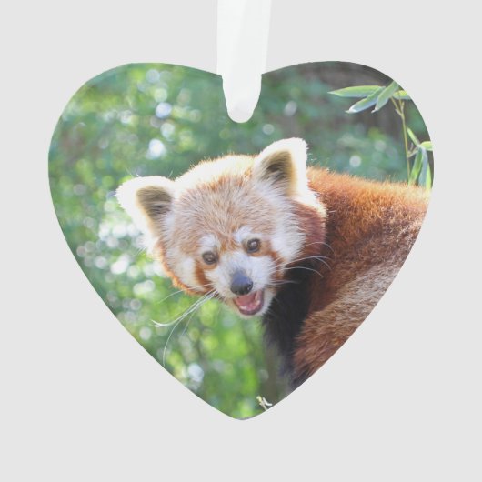 Red_Panda_2015_0306 Ornament (achterkant)