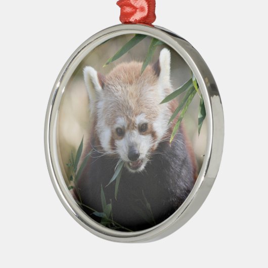 Red_Panda_2015_0311 Metalen Ornament (Links)