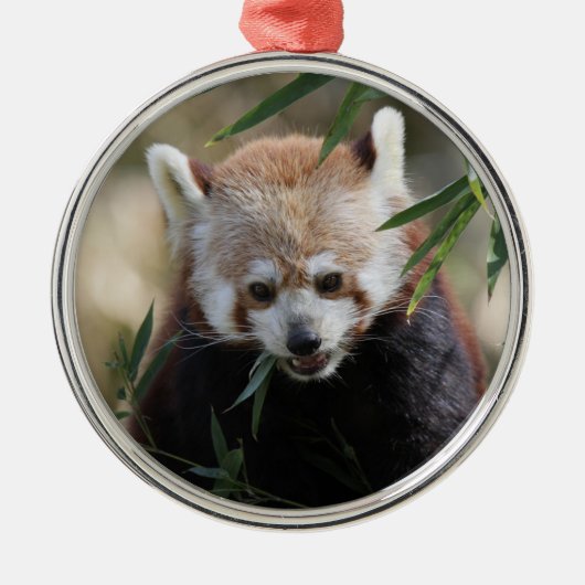 Red_Panda_2015_0311 Metalen Ornament (Voorkant)