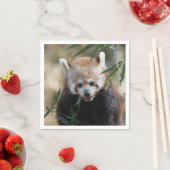 Red_Panda_2015_0311 Servet (Insitu)