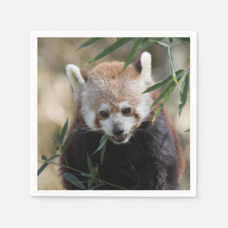 Red_Panda_2015_0311 Servet