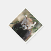 Red_Panda_2015_0311 Servet (Hoek)